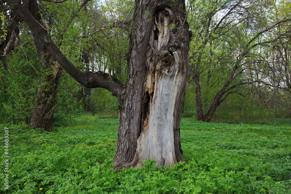 Cracked trunk of an old tree