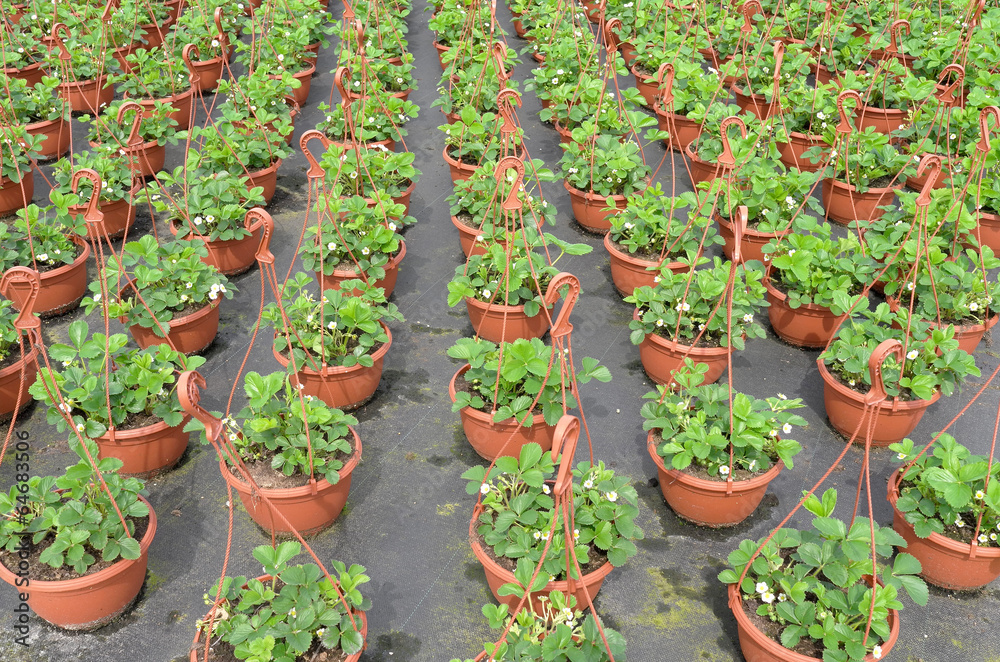 Strawberry plants at the wholesale.