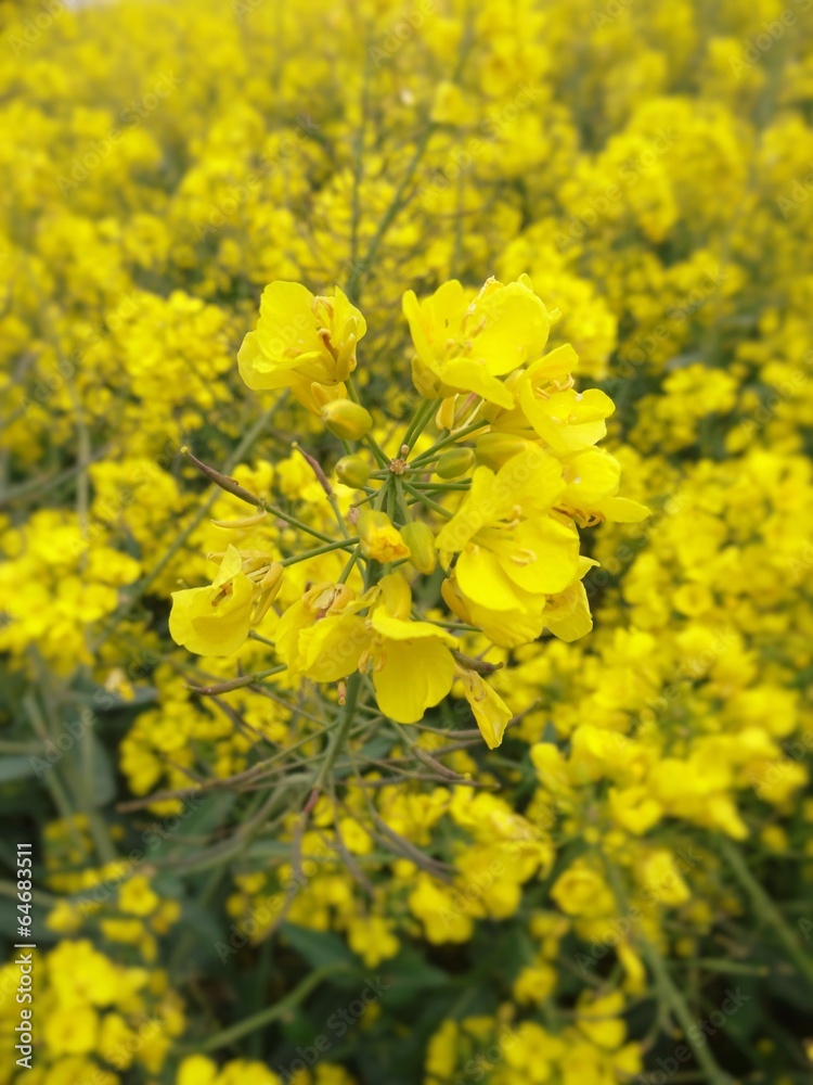 Fleurs de colza Fleurs de colza