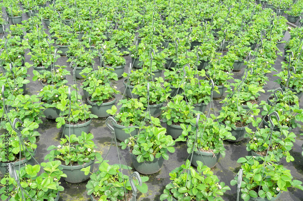 Strawberry plants at the wholesale. Strawberry plants at the wholesale.