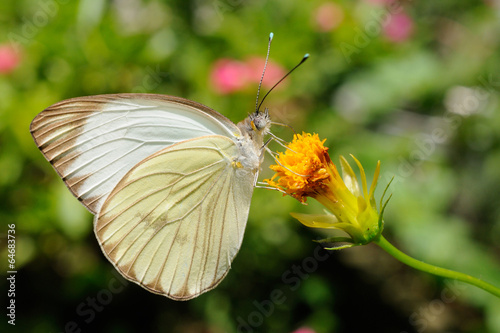 Farfalla - (ascia monuste)