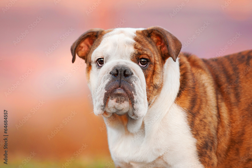 Portrait of english bulldog