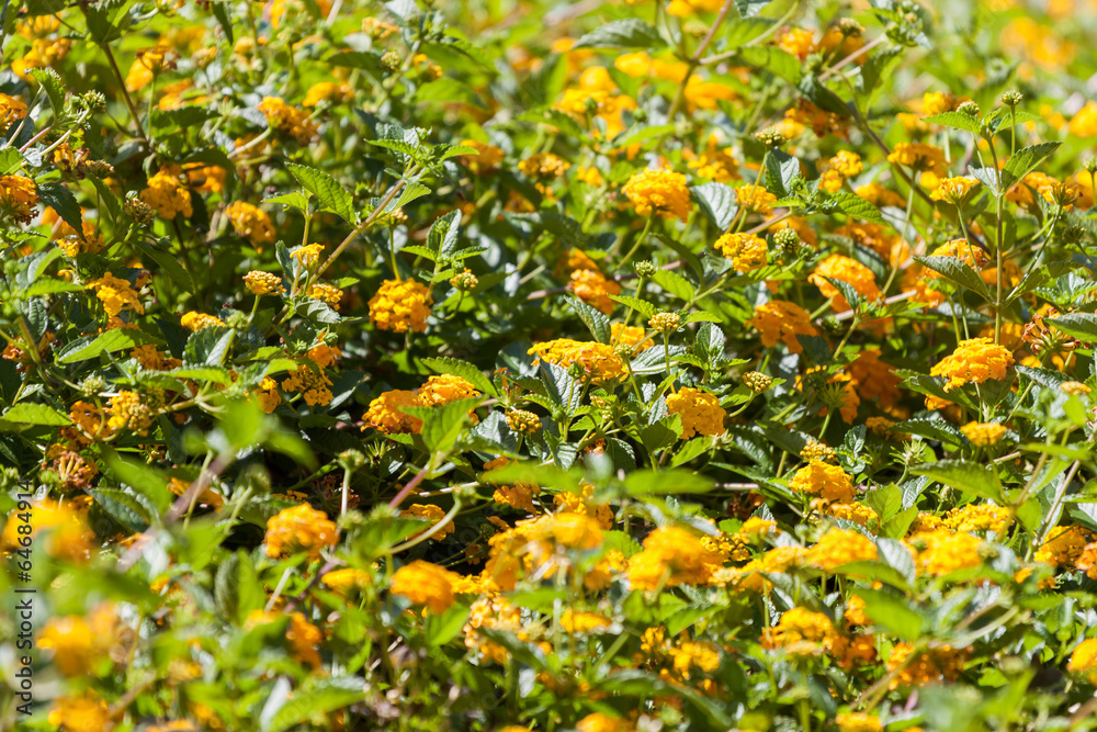 wild yellow flowers