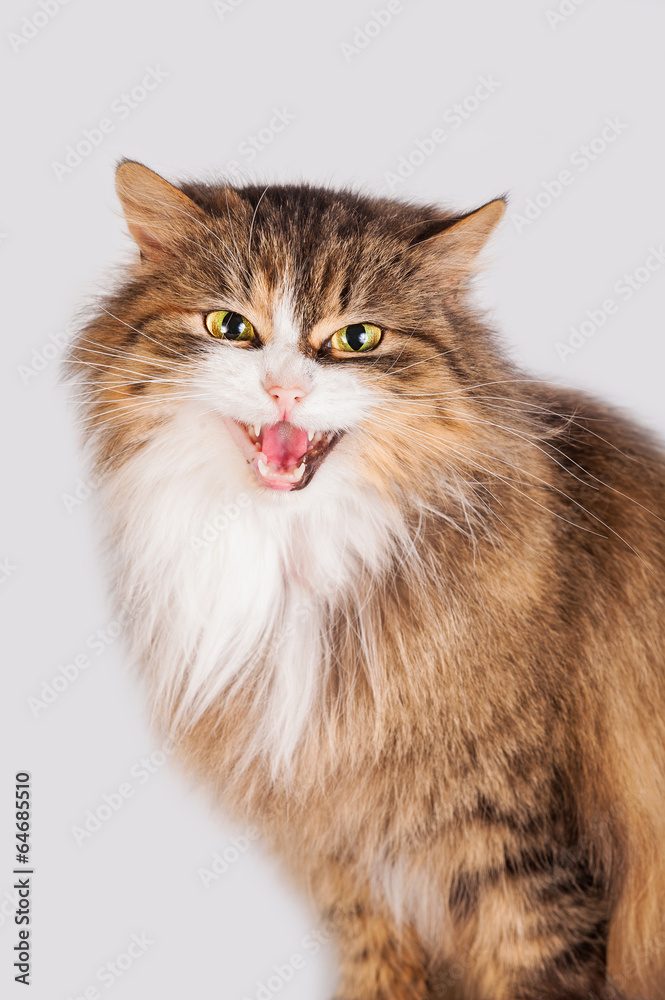 Portrait of fluffy meowing cat Portrait of fluffy meowing cat