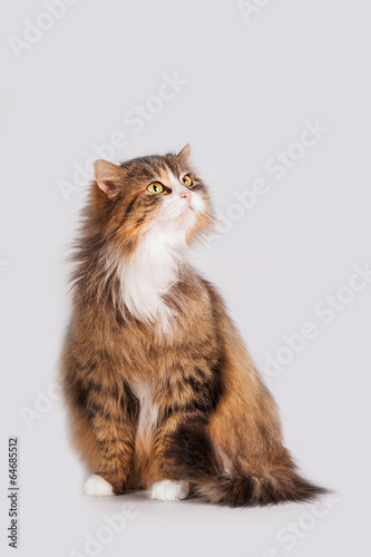 Fluffy cat isolated