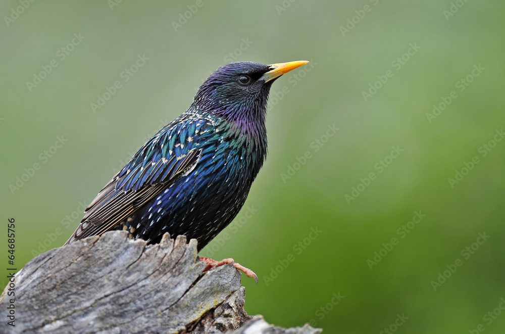 Fototapeta premium Common starling