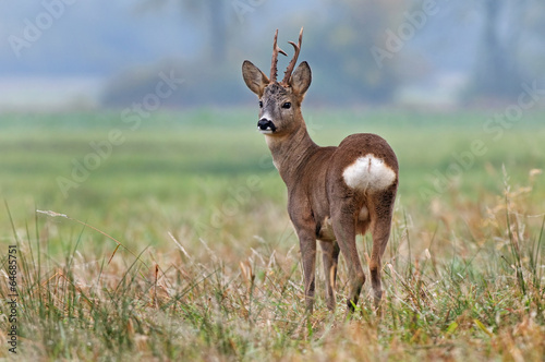 Fotografija Roe deer