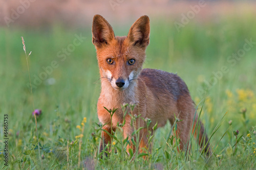 Red fox © Soru Epotok