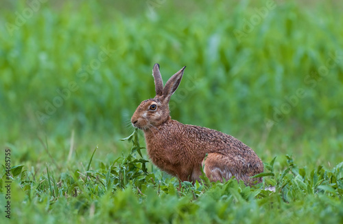 Brown hare eating weed