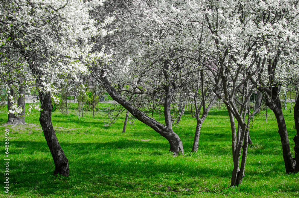Fototapeta premium Plum cherry blossom trees