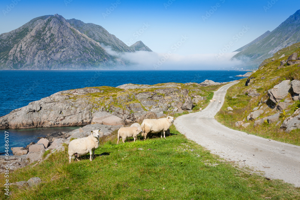 Obraz premium Sheep walking along road. Norway landscape