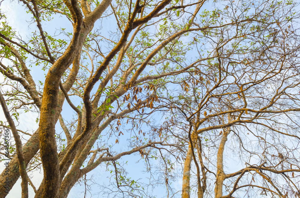 Green tree canopy background.