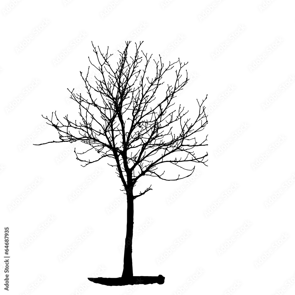 Tree Silhouette Isolated on White Backgorund. Vecrtor Illustrati Tree Silhouette Isolated on White Backgorund. Vecrtor Illustrati
