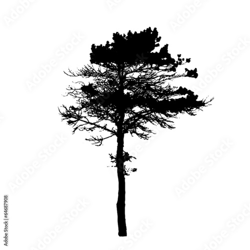 Tree Silhouette Isolated on White Backgorund. Vecrtor Illustrati