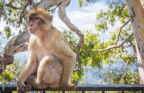 Monkey in Gibraltar © anilah