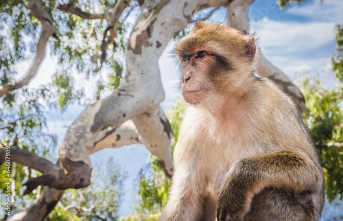 Monkey in Gibraltar