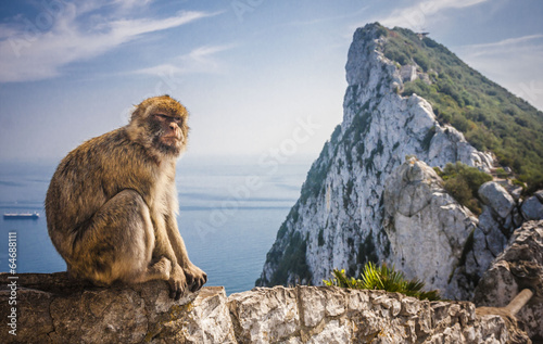 Monkey in Gibraltar photo