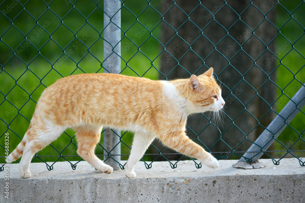 gato naranja caminando por un muro foto de Stock | Adobe Stock