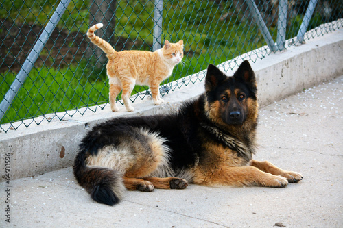 Tableau sur toile perro pastor aleman junto a gato blanco y naranja