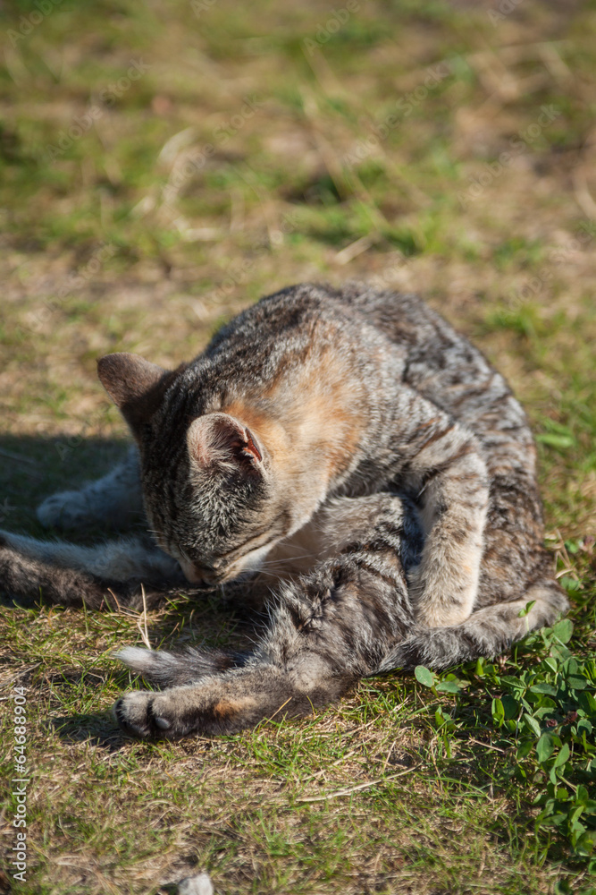 Cute little cat  on the grass