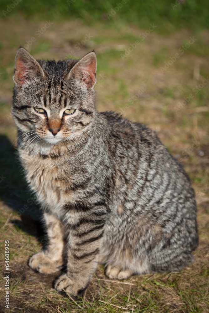 Cute little cat  on the grass