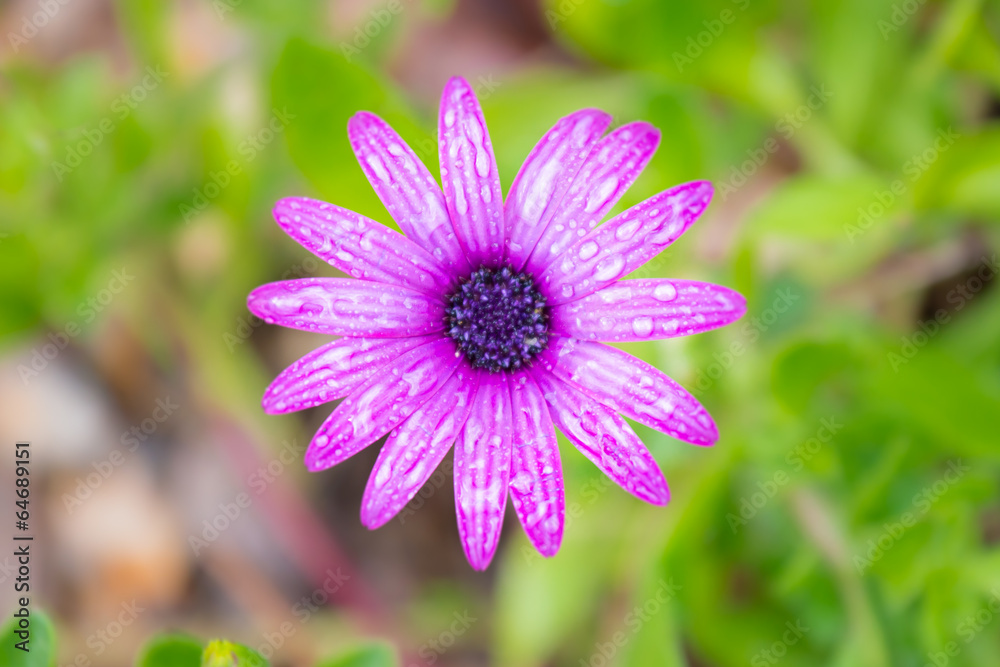 Obraz premium purple daisy