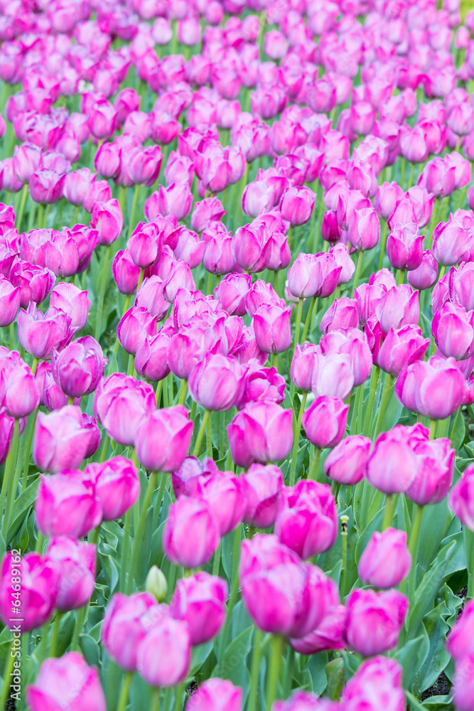 tulips tulips