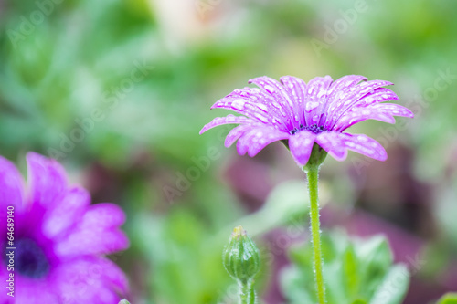 purple daisy
