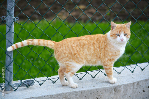 gato naranja y blanco en alambrada metalica photo