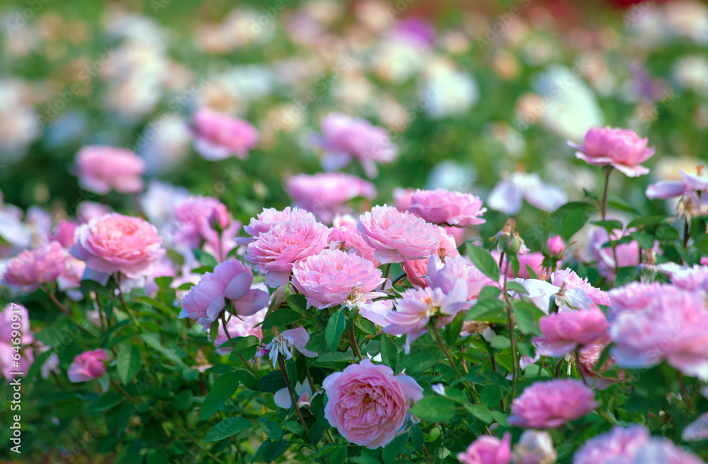 Rose plantation Rose plantation