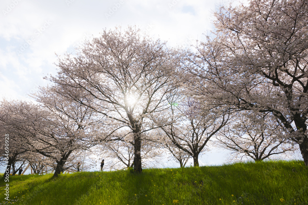 桜の並木