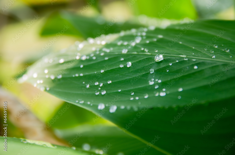 Water drop on the leaf Water drop on the leaf
