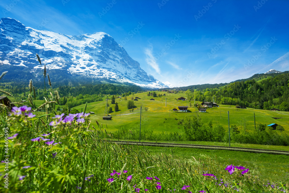 Blooming flowers with beautiful Swiss landscape