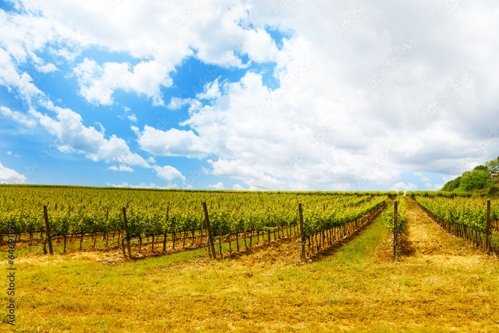 Vineyards in Tuscany Italy
