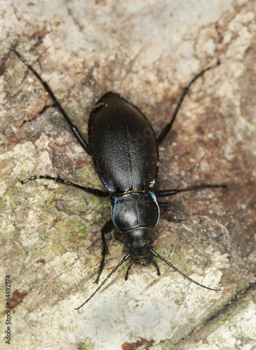 Violet ground beetle, Carabus violaceus on wood