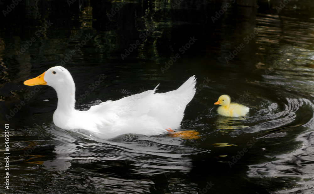 Duck family in a lake, Xochimilco, Mexico City, Mexico