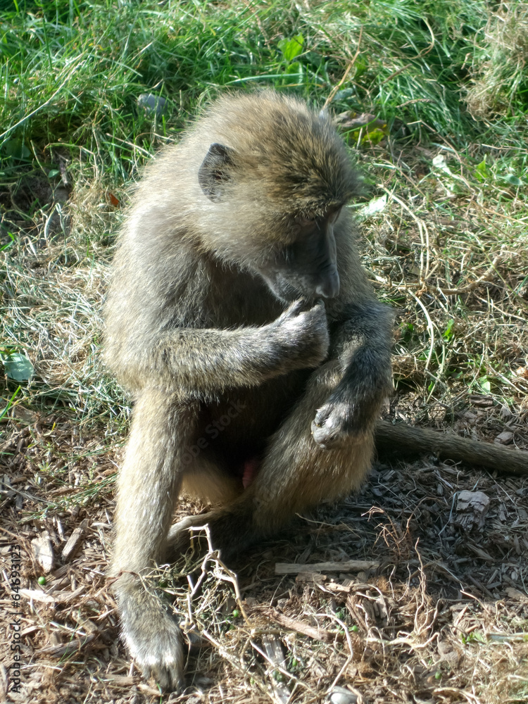 Close-up of a monkey