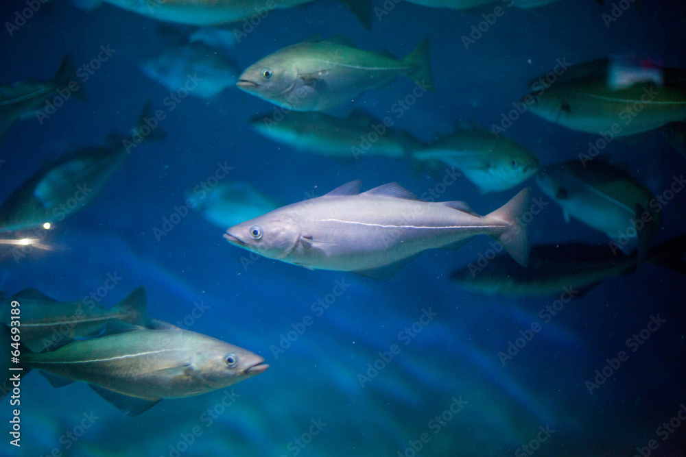 Fish in an aquarium