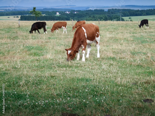 Cows grazing in field photo