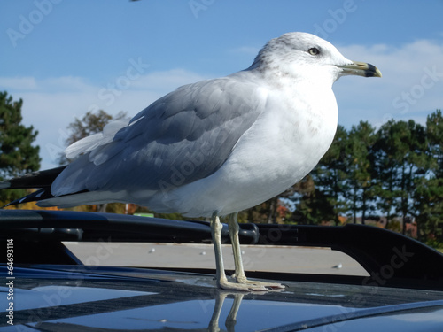 Close-up of a seagull photo