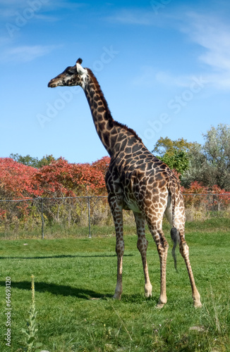 Giraffe (Giraffa camelopardalis) in a forest