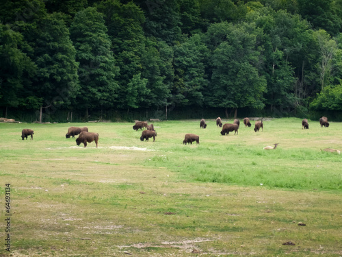 Herd of bison grazing in forest
