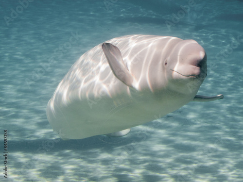 Vászonkép Beluga whale (Delphinapterus leucas) in an aquarium