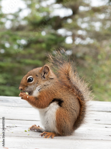 Close-up of a Squirrel feeding