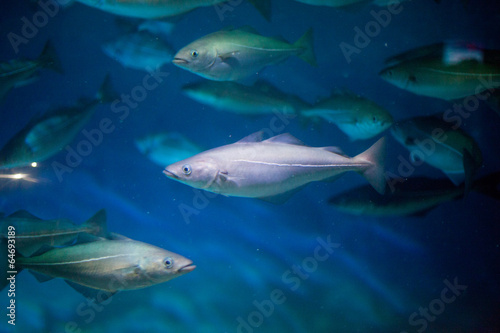 Fish in an aquarium © bruno135_406