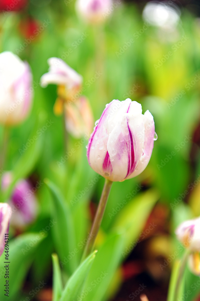 Fototapeta premium Purple Tulips in Garden