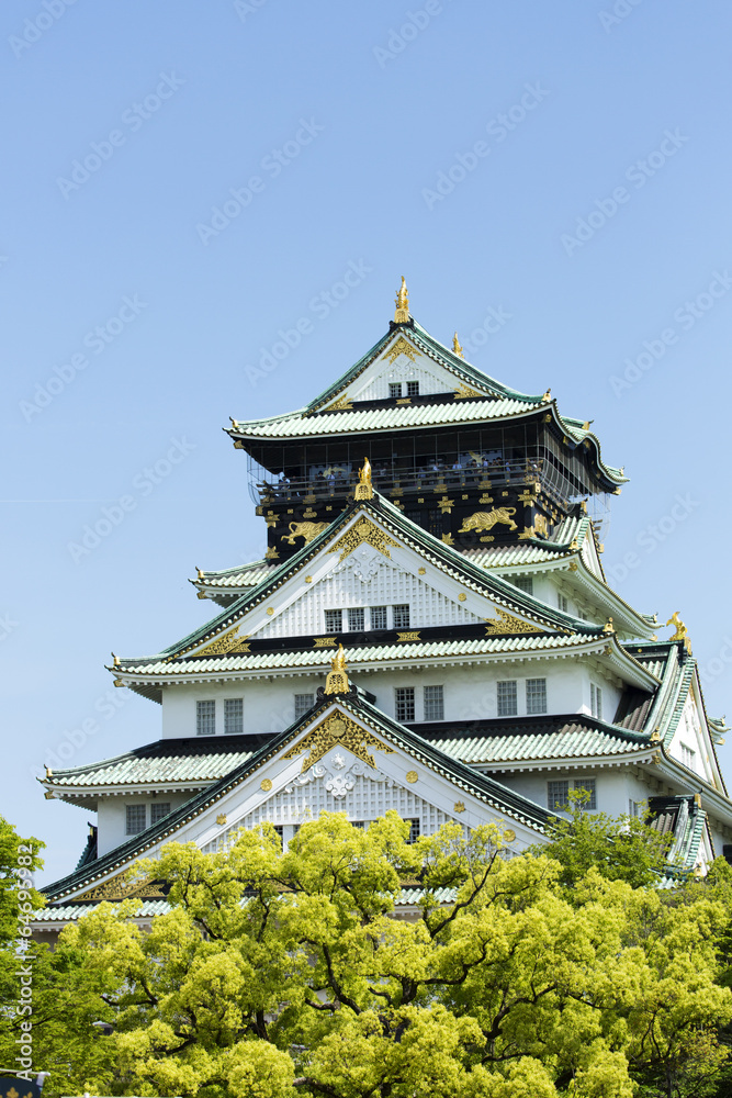 Fototapeta premium 新緑の大阪城