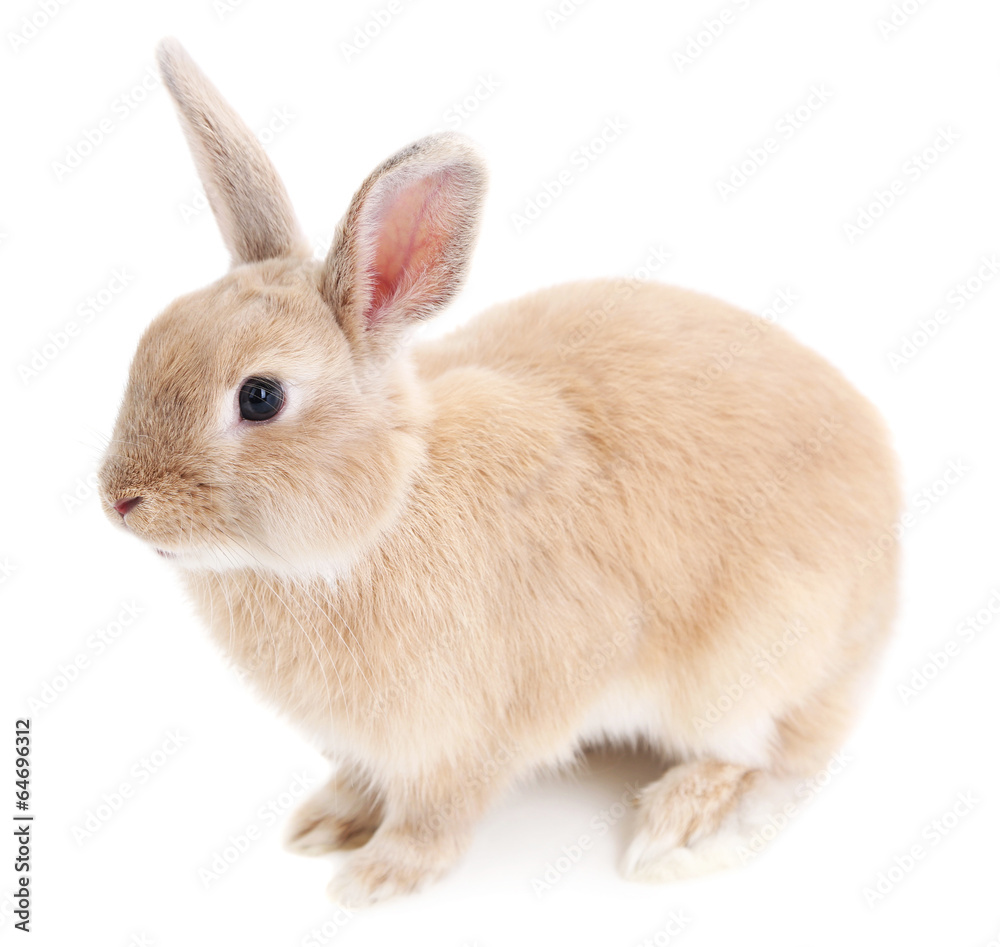 Cute rabbit, isolated on white Cute rabbit, isolated on white