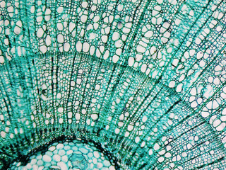 Keuken achterwand Turquoise Grenenhout microscopische structuur close-up  © Claudio Divizia