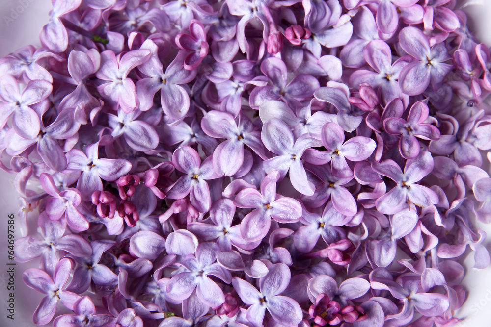 Fototapeta premium Beautiful lilac flowers